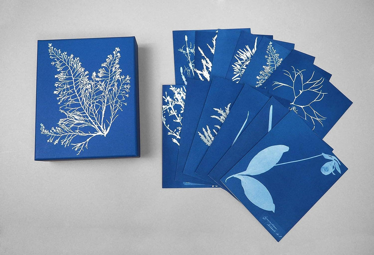 The Sunprint Notecard Set